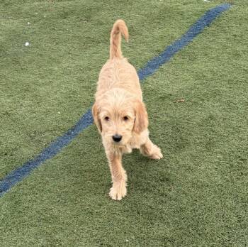 Goldendoodle Dogs Available for Adoption - Luca | PetCurious
