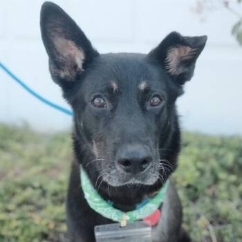 Shepherd Dogs Available for Adoption in San Diego, California - Santiago | PetCurious