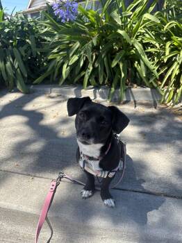 Cleo -  Chihuahua and Dachshund Dog for Adoption in Pasadena, California - Cleo | PetCurious