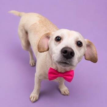 Beagle and Mixed Breed Dogs Available for Adoption in Binghamton, New York - Wilhelmina | PetCurious