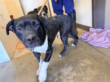 JOEL -  Pit Bull Terrier and Mixed Breed Dog for Adoption in Ontario, California - JOEL | PetCurious
