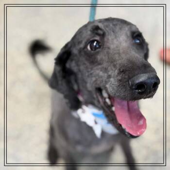 Nala -  Standard Poodle and Mixed Breed Dog for Adoption in Monroe, Michigan - Nala | PetCurious