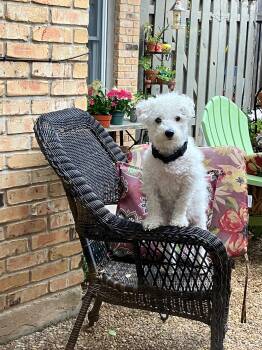 Miniature Poodle Dogs Available for Adoption in Pflugerville, Texas - Snoop | PetCurious