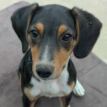 Belle -  Beagle Dog for Adoption in South Plainfield, New Jersey - Belle | PetCurious