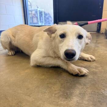 Baby -  Mixed Breed Dog for Adoption in Corinth, Mississippi - Baby | PetCurious