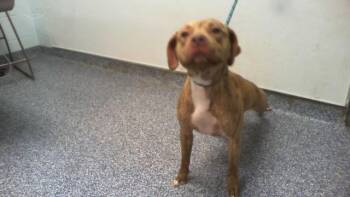 A1270895 -  Pit Bull Terrier and Mixed Breed Dog for Adoption in Charlotte, North Carolina - A1270895 | PetCurious