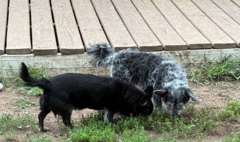Toto & Snaggle - Bonded Pair -  Terrier Dog for Adoption in North Freedom, Wisconsin - Toto & Snaggle - Bonded Pair | PetCurious