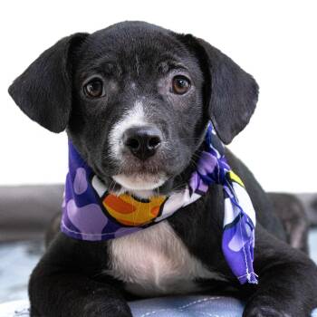 Mixed Breed Dogs Available for Adoption in Mettawa, Illinois - Jane What A Love | PetCurious