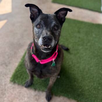 Rescue Mixed Breed Dogs for Adoption in Loxahatchee Groves, Florida - Apollo | PetCurious