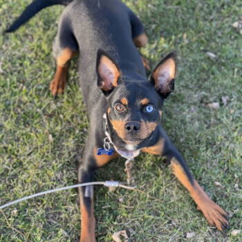 Rescue Miniature Pinscher Dogs for Adoption in Fargo, North Dakota - Blue Jean | PetCurious