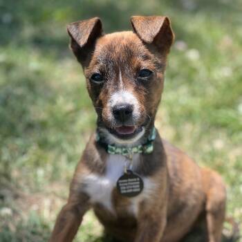 Terrier Dogs Available for Adoption in Greensboro, North Carolina - Clover | PetCurious