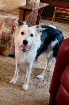 Border Collie Dogs Available for Adoption - Spotsy | PetCurious