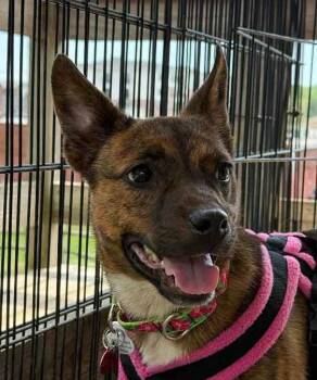 Rescue Australian Cattle Dog Blue Heeler Dogs for Adoption in Howell Township, New Jersey - Zinnia | PetCurious