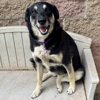 Shepherd and Mixed Breed Dogs Available for Adoption in Glenwood Springs, Colorado - Freya | PetCurious