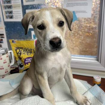 Smalls -  Mixed Breed Dog for Adoption in Uniontown, Pennsylvania - Smalls | PetCurious