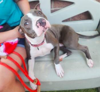 BASHFUL -  Pit Bull Terrier Dog for Adoption in Minneapolis, Minnesota - BASHFUL | PetCurious