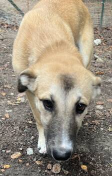 Rescue Golden Retriever Dogs for Adoption in Larkfield-wikiup, California - Annie | PetCurious