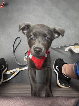 Rescue Chihuahua and Pomeranian Dogs for Adoption in Milton, Georgia - Aspen Kai | PetCurious