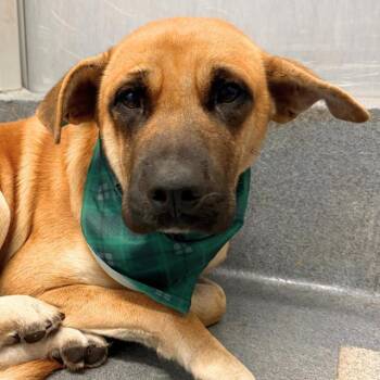 ANGEL -  Mastiff Dog for Adoption in San Antonio, Texas - ANGEL | PetCurious
