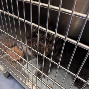 Late -  Shih Tzu Dog for Adoption in Greensboro, North Carolina - Late | PetCurious