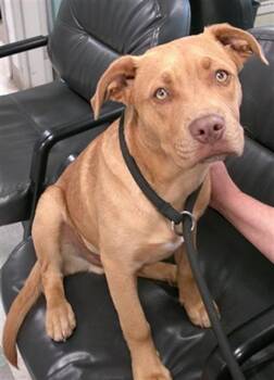 Staffordshire Bull Terrier Dogs Available for Adoption in Oklahoma City, Oklahoma - A473236 | PetCurious