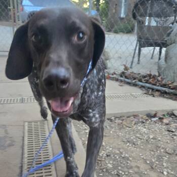 Gus -  German Shorthaired Pointer Dog for Adoption in Athens, Alabama - Gus | PetCurious