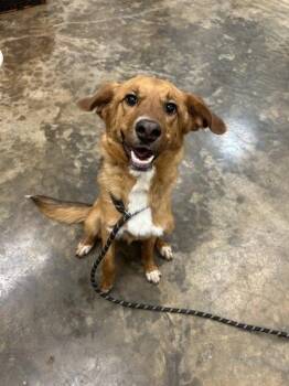 German Shepherd Dog Dogs Available for Adoption in Osage Beach, Missouri - Aurora | PetCurious