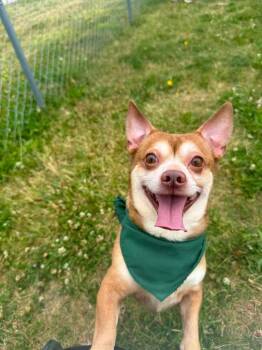 Chihuahua and Dachshund Dogs Available for Adoption in Rensselaer, Indiana - Tank | PetCurious