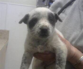 Australian Cattle Dog Blue Heeler and Mixed Breed Dogs Available for Adoption in Albuquerque, New Mexico - MARIGOLD | PetCurious