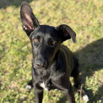 German Shepherd Dog Dogs Available for Adoption in Krum, Texas - Millie | PetCurious