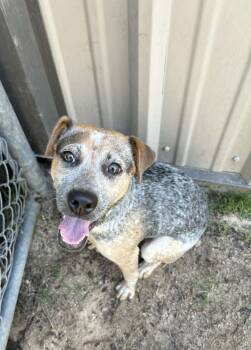 Australian Cattle Dog Blue Heeler Dogs Available for Adoption - Gracie (fka Precious) | PetCurious