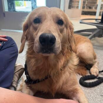 Atticus -  Golden Retriever Dog for Adoption in Englewood, Florida - Atticus | PetCurious