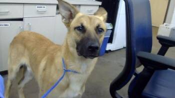 HONEY -  Mixed Breed Dog for Adoption in Dallas, Texas - HONEY | PetCurious