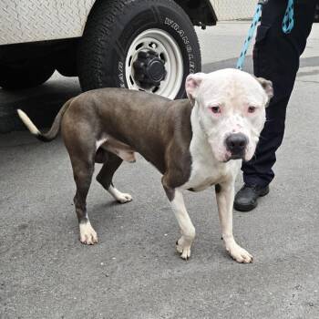 Trouble -  Pit Bull Terrier Dog for Adoption in Newark, New Jersey - Trouble | PetCurious