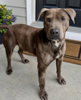 Pit Bull Terrier and Mixed Breed Dogs Available for Adoption in Crossville, Tennessee - Blue Boy | PetCurious