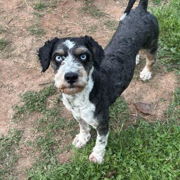 Aussiedoodle Dogs Available for Adoption - Bartholomew | PetCurious