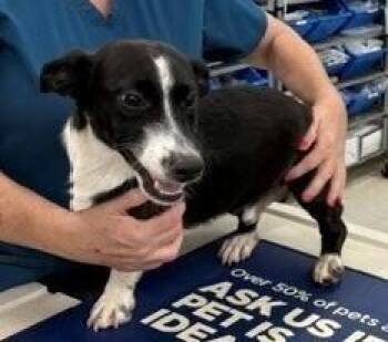 Happy -  Dachshund Dog for Adoption in Dawson, Georgia - Happy | PetCurious