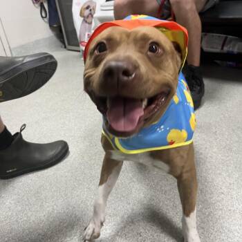 Mixed Breed Dogs Available for Adoption in Gainesville, Florida - Hopper | PetCurious