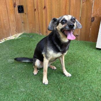 Daisy Boo EJS -  Beagle and Terrier Dog for Adoption in Austin, Texas - Daisy Boo EJS | PetCurious