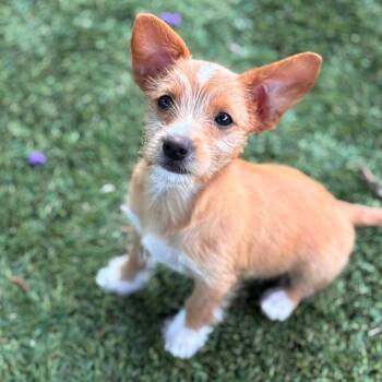 Parm -  Terrier and Dachshund Dog for Adoption in San Diego, California - Parm | PetCurious