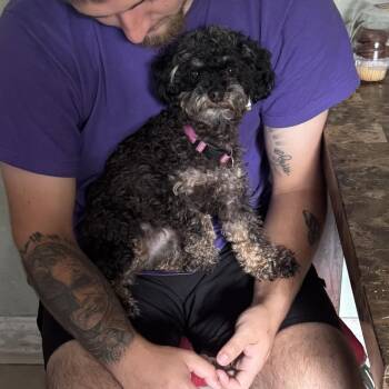 Darla Anne (Benefactor Dog) -  Miniature Schnauzer and Miniature Poodle Dog for Adoption in New Orleans, Louisiana - Darla Anne (Benefactor Dog) | PetCurious