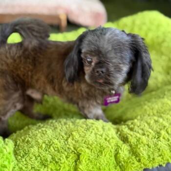 Leo -  Shih Tzu Dog for Adoption in Phoenix, Arizona - Leo | PetCurious