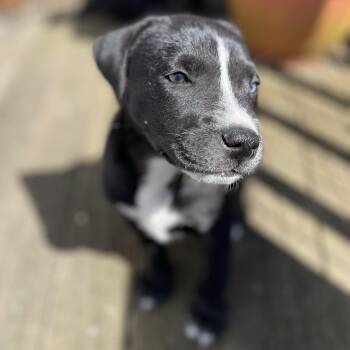 Black Labrador Retriever Dogs Available for Adoption in Andover, Massachusetts - Hatty Skates ~ Local Leader | PetCurious