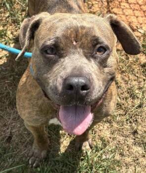 Zuffy -  Pit Bull Terrier Dog for Adoption in Atlanta, Georgia - Zuffy | PetCurious