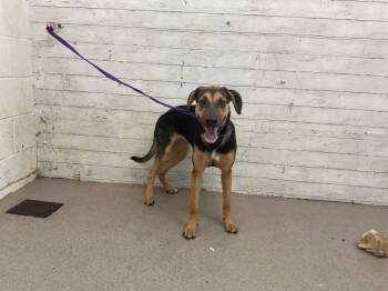 Rescue German Shepherd Dog Dogs for Adoption in San Bernardino, California - GABRIELLA | PetCurious