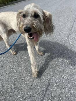 Albert -  Wire Fox Terrier Dog for Adoption in Front Royal, Virginia - Albert | PetCurious