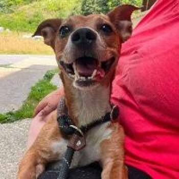 Rutt -  Dachshund Dog for Adoption in Monticello, New York - Rutt | PetCurious