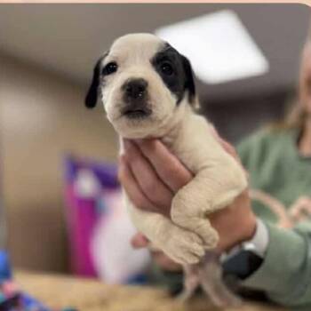 Rescue Mixed Breed Dogs for Adoption - Navy | PetCurious