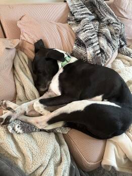 Ozzy -  Labrador Retriever and Pit Bull Terrier Dog for Adoption in Ocean Township, New Jersey - Ozzy | PetCurious