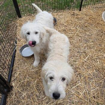 Great Pyrenees and Standard Poodle Dogs Available for Adoption in Breese, Illinois - Yeti (blue) | PetCurious